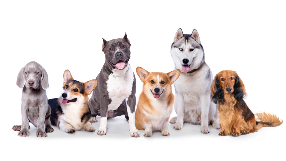 Fabulous Advice For Dog Owners